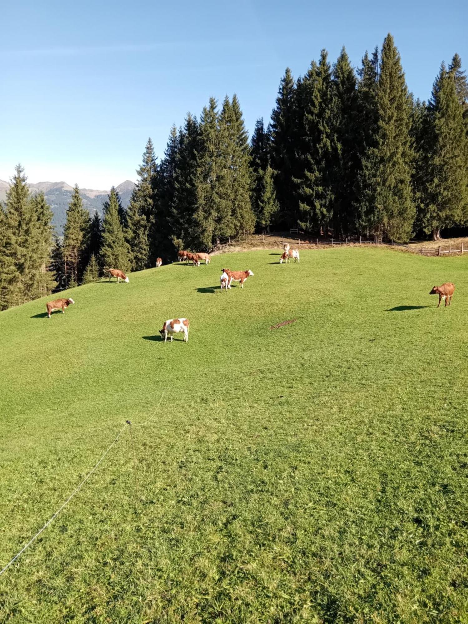 Ferienhaus Hochwimmer Hollersbach im Pinzgau Ngoại thất bức ảnh